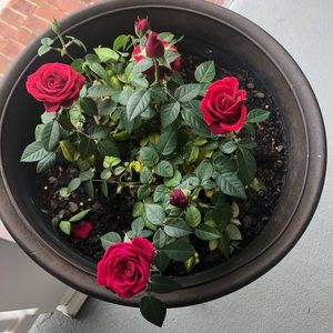 Meet your Posher, Jigna